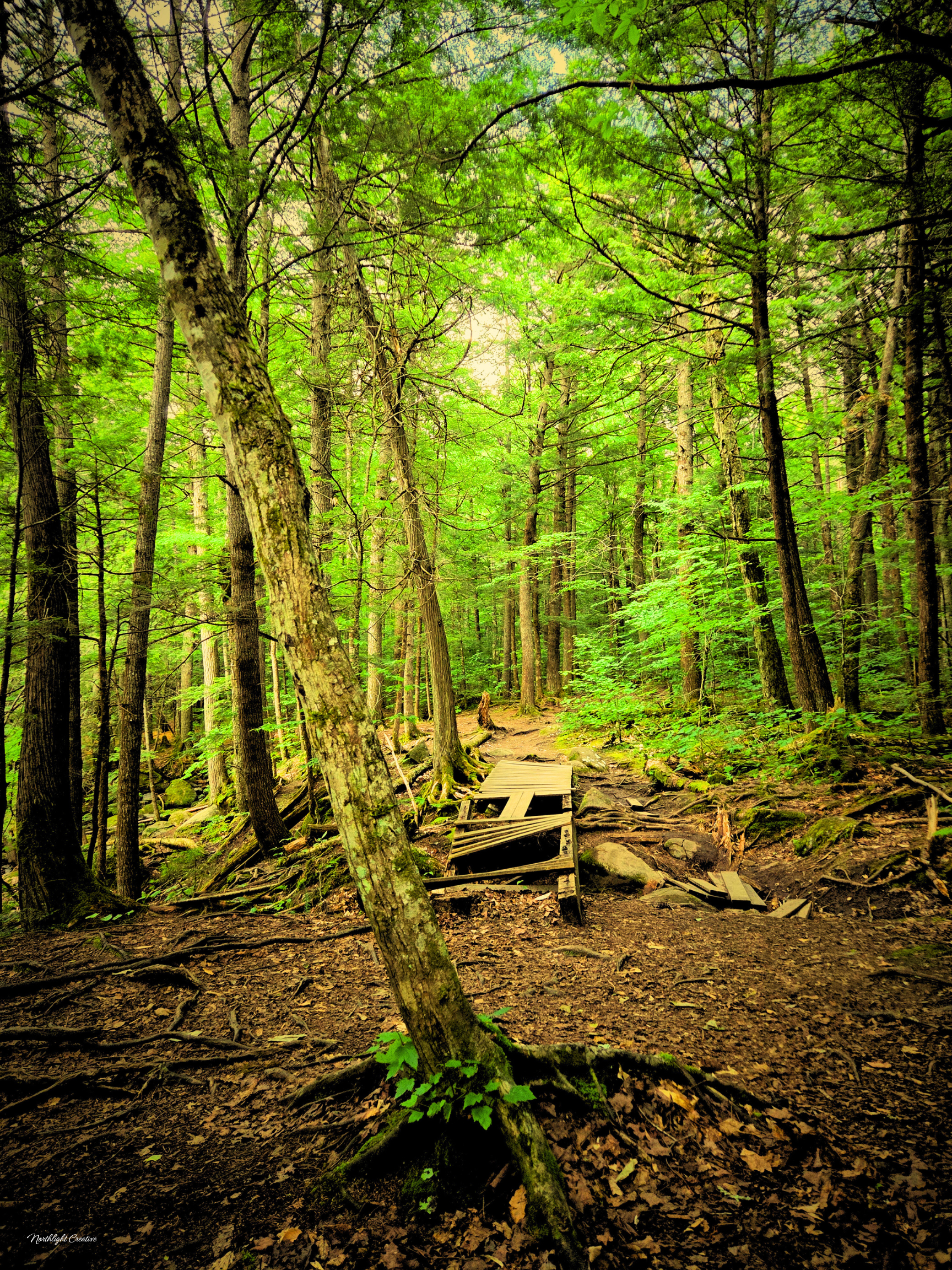 Impression sur toile fine - Sentier forestier