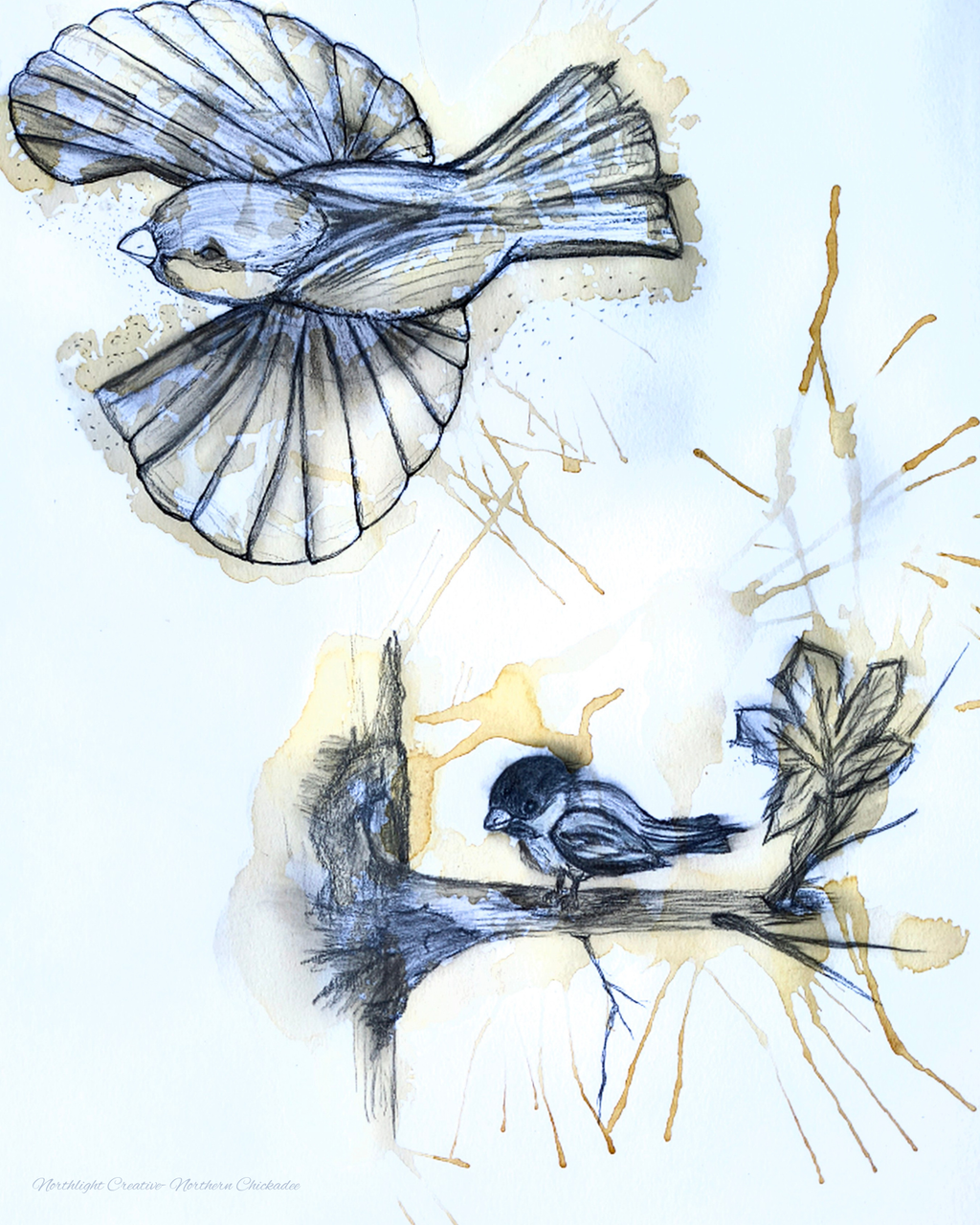Northern Chickadee Original Sketch- Canvas Print